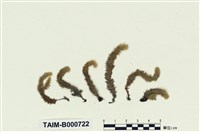 藏品(南亞美蕨繩苔)的圖片